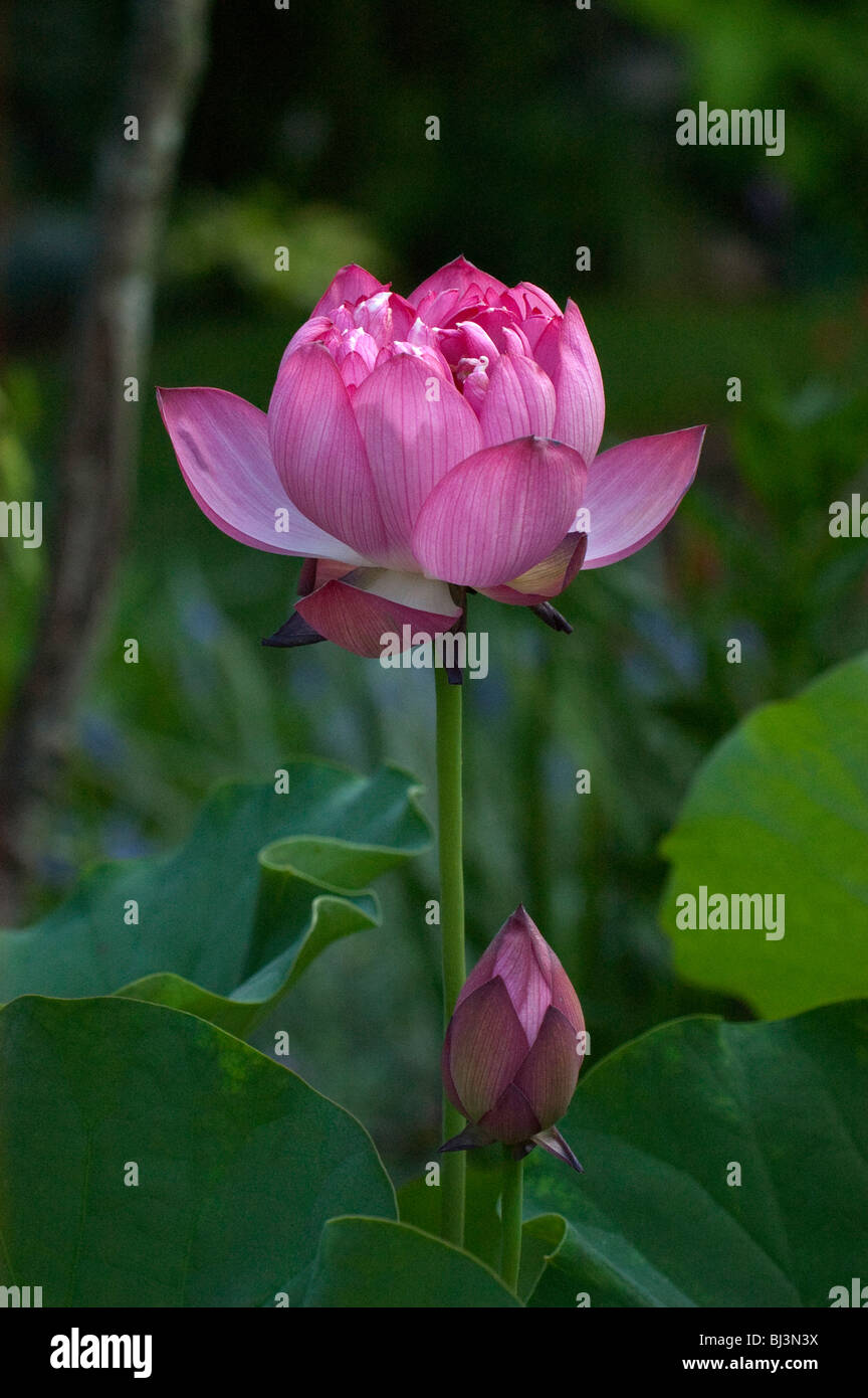 Teil einer Reihe von Bildern eine Lotusblüte in verschiedenen Stadien der Blüte Stockfoto