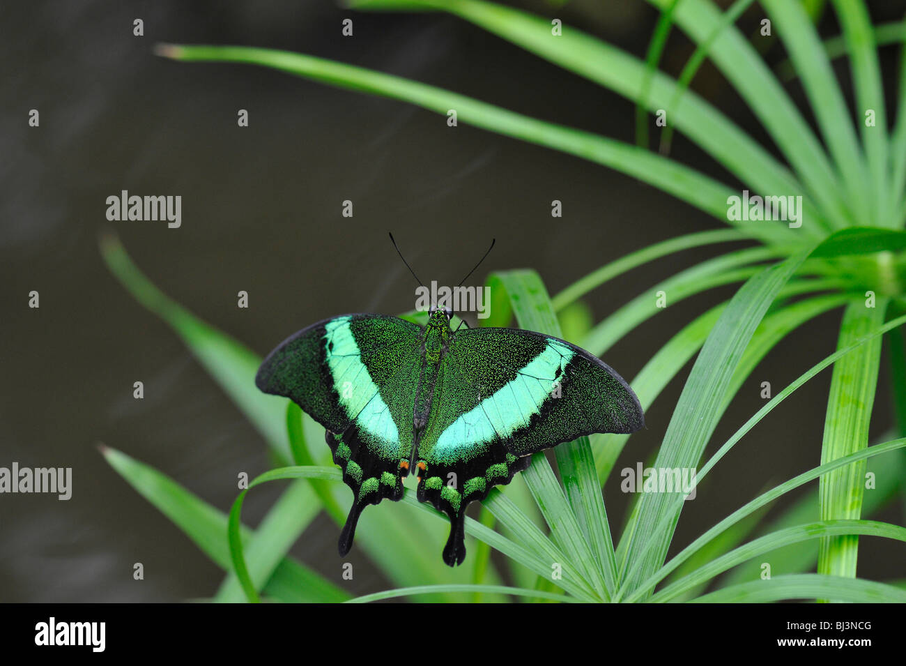 Smaragd Schwalbenschwanz (Papilio Palinurus), Malaysia, Philippinen Stockfoto