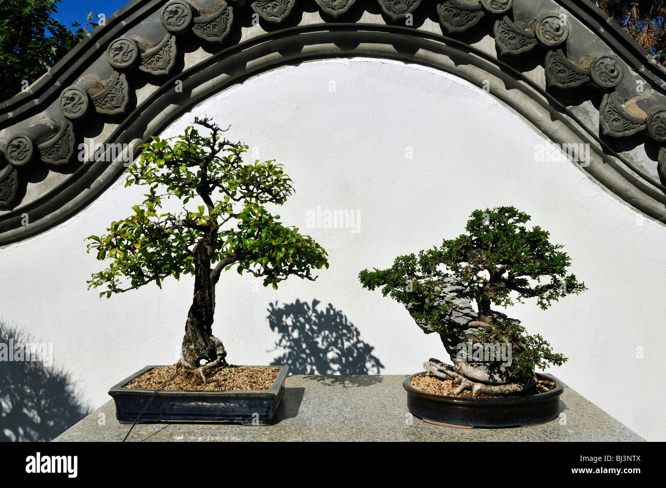 Bonsai-Sammlung, chinesischer Garten, Jardin Botanique de Montréal, Botanischer Garten von Montreal, Quebec, Kanada, Nordamerika Stockfoto