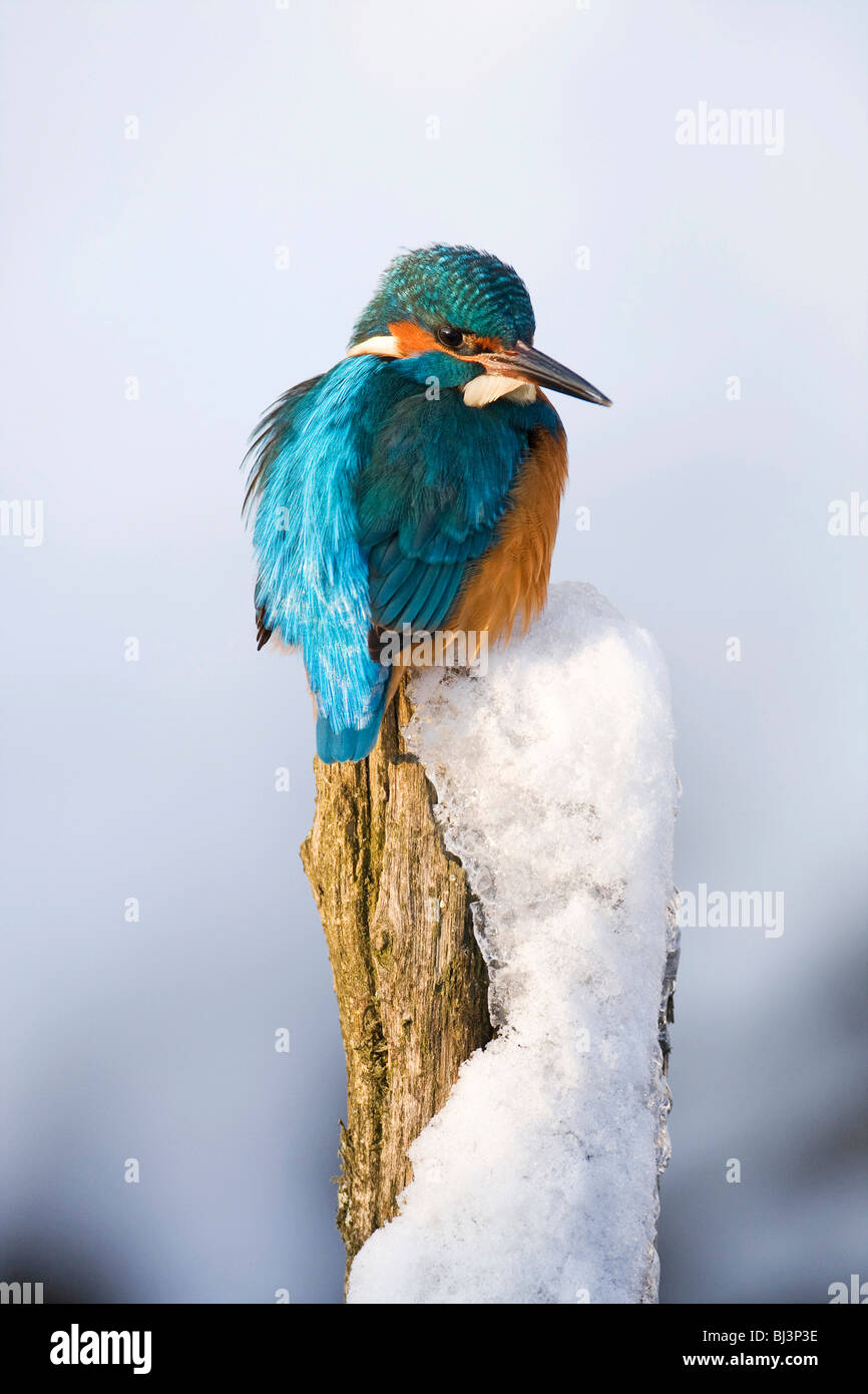 Eisvogel (Alcedo Atthis) im Winter auf einem Hochsitz, Deutschland Stockfoto