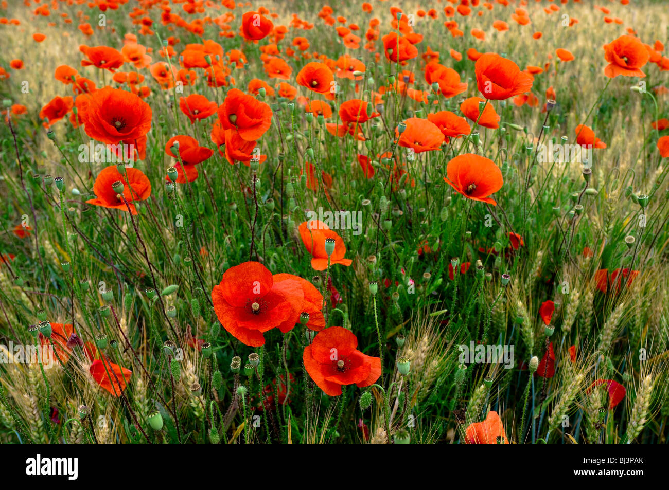 Schneise der gemeinsamen Klatschmohn im Gerstenfeld - Indre-et-Loire, Frankreich. Stockfoto