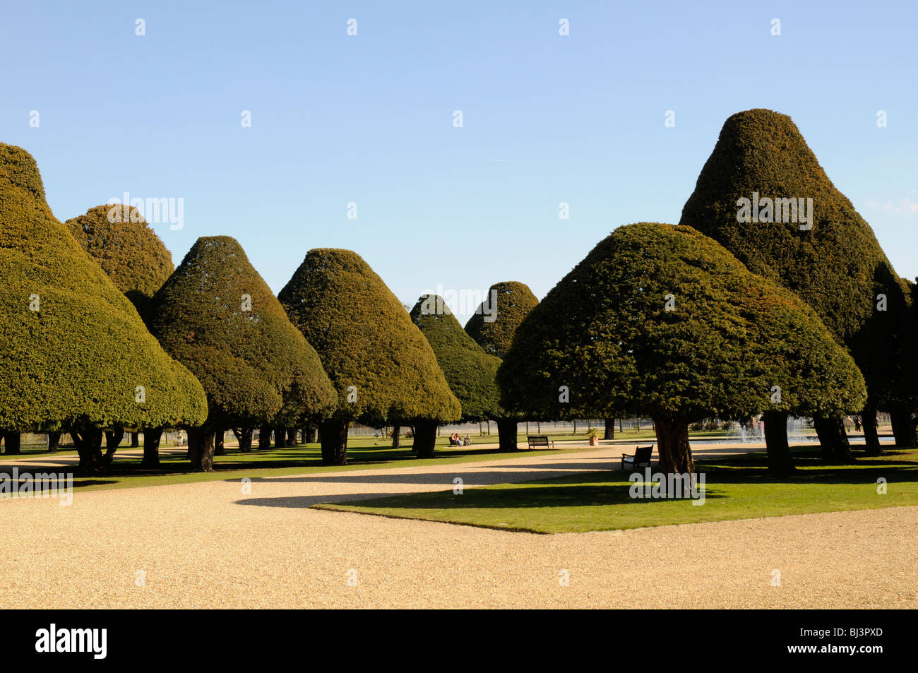 Eiben in der große Brunnen Garten in Hampton Court, London, UK Stockfoto