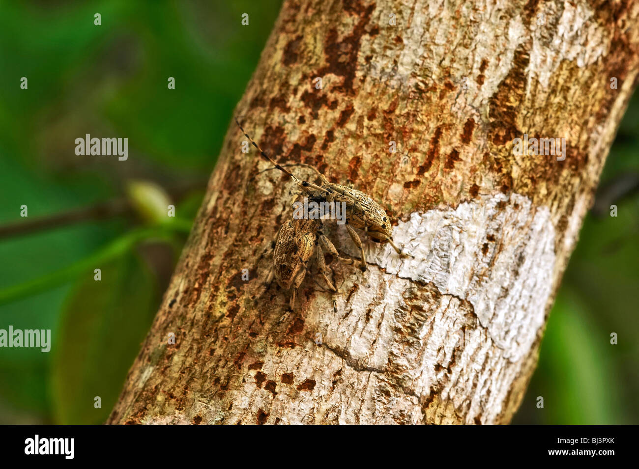 Insekten-Dschungel von Laos Stockfoto