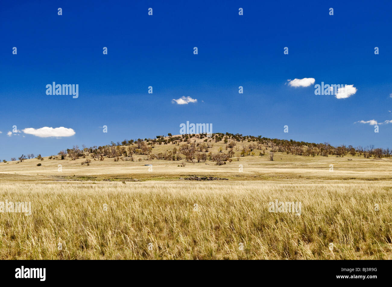 MONARO, Australien – die weitläufige ländliche Landschaft der Region Monaro entfaltet sich entlang des Monaro Highway. Sanfte Hügel, die mit goldenem Gras bedeckt sind, erstrecken sich bis zum Horizont, gespickt mit verstreuten Gummibäumen, die die strenge Schönheit des Hochlandes von New South Wales veranschaulichen. Stockfoto