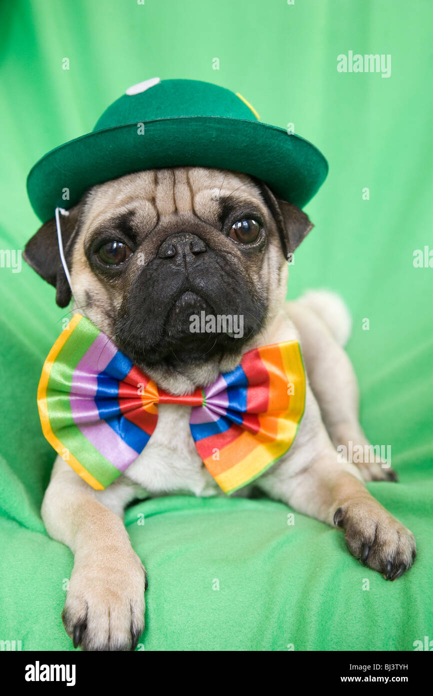 Junger Mops mit grünem Hut und eine bunte Fliege Stockfoto