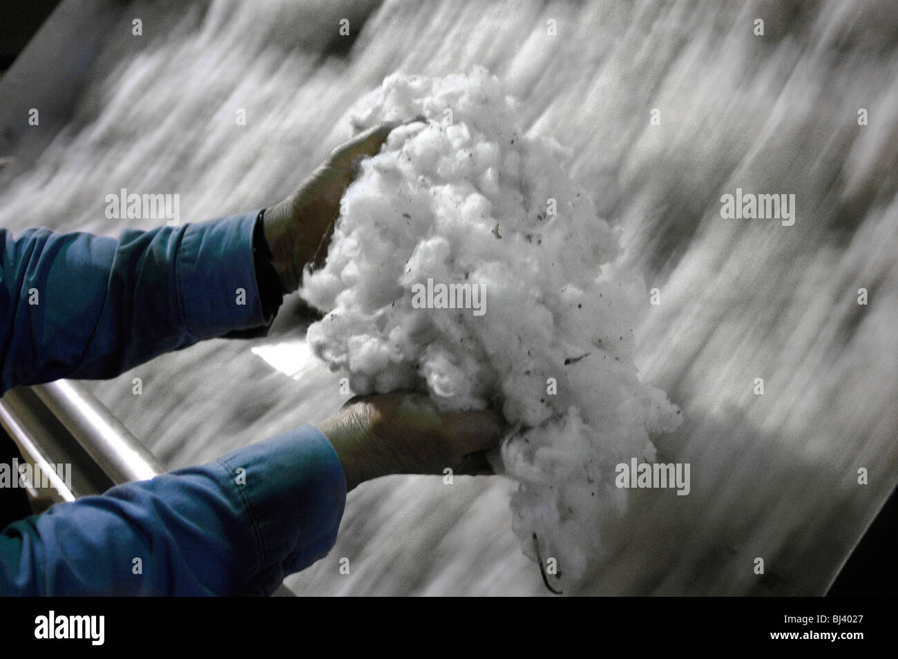 Ein Mann Tassen eine Handvoll Baumwolle, während ein Gin in einer Unschärfe ausgeführt wird. Stockfoto