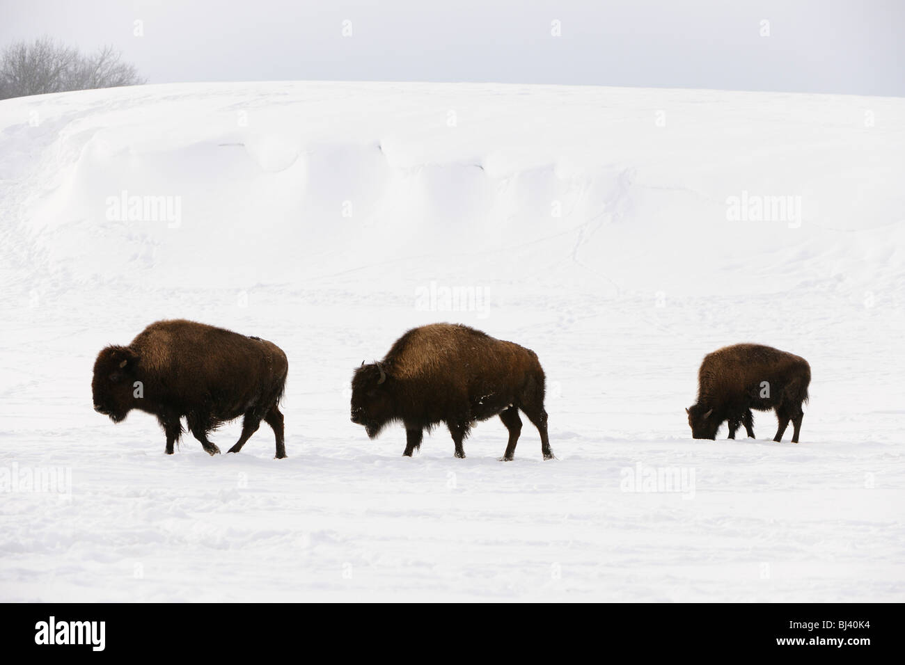 Amerikanische Bisons (Bison Bison) im winter Stockfoto