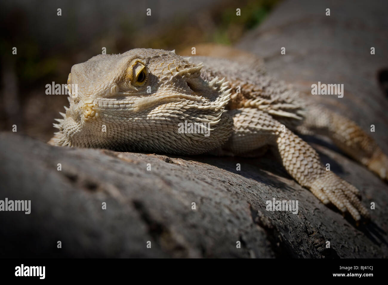Eidechse in Ruhe. Stockfoto