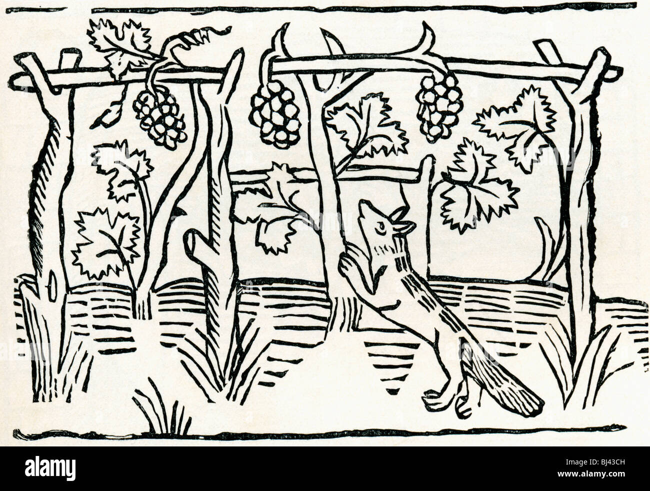 Faksimile der Illustration, der Fuchs und die Trauben aus William Caxtons Übersetzung von Aesop Fabeln. Stockfoto