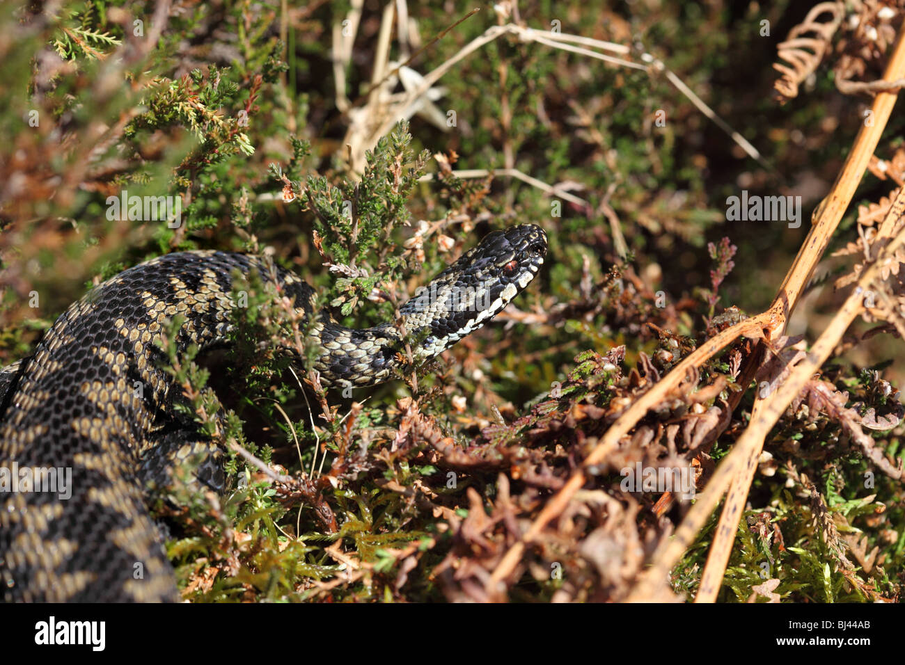 Männliche Kreuzotter Vipera berus Stockfoto