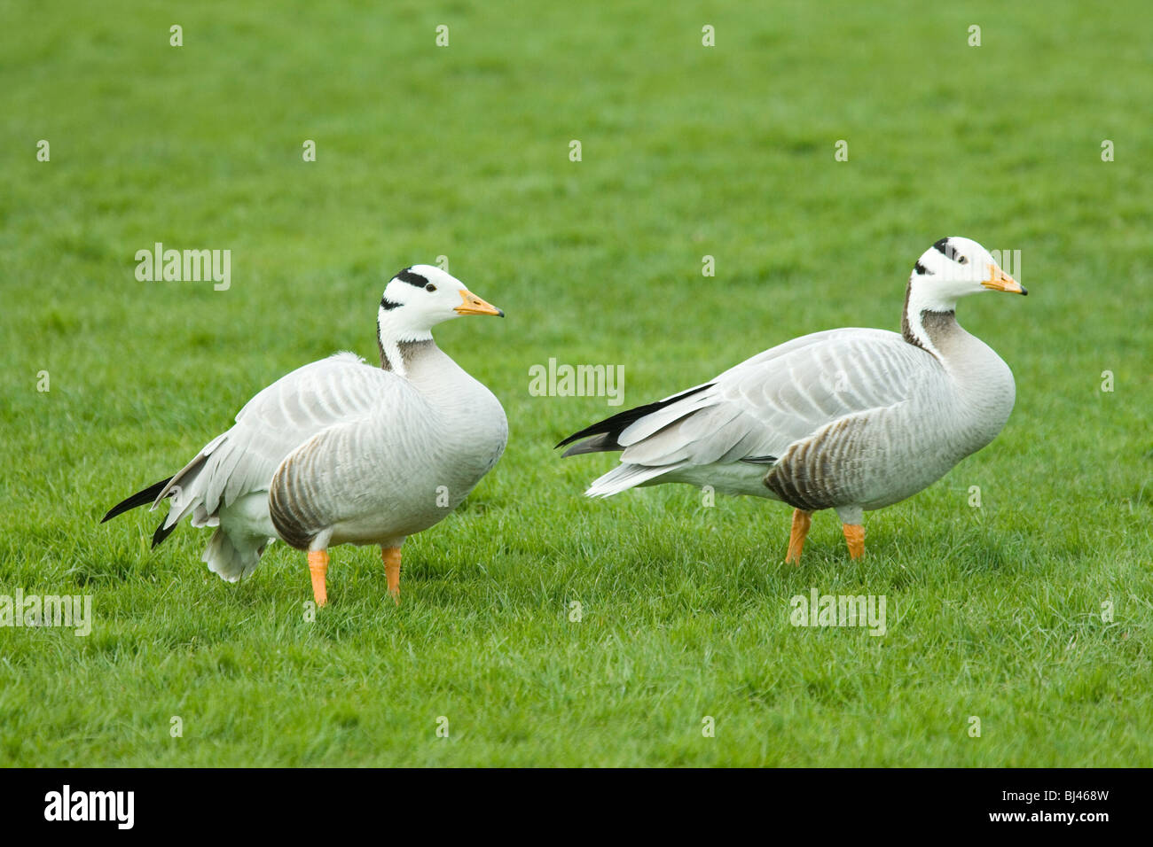 Bar - vorangegangen Gänse (Anser indicus). Eine der attraktivsten der "Grauen" Goose, Anser Gattung. Eine der höchsten fliegen, fliegen über den Himalaya ​ zweimal im Jahr. Stockfoto