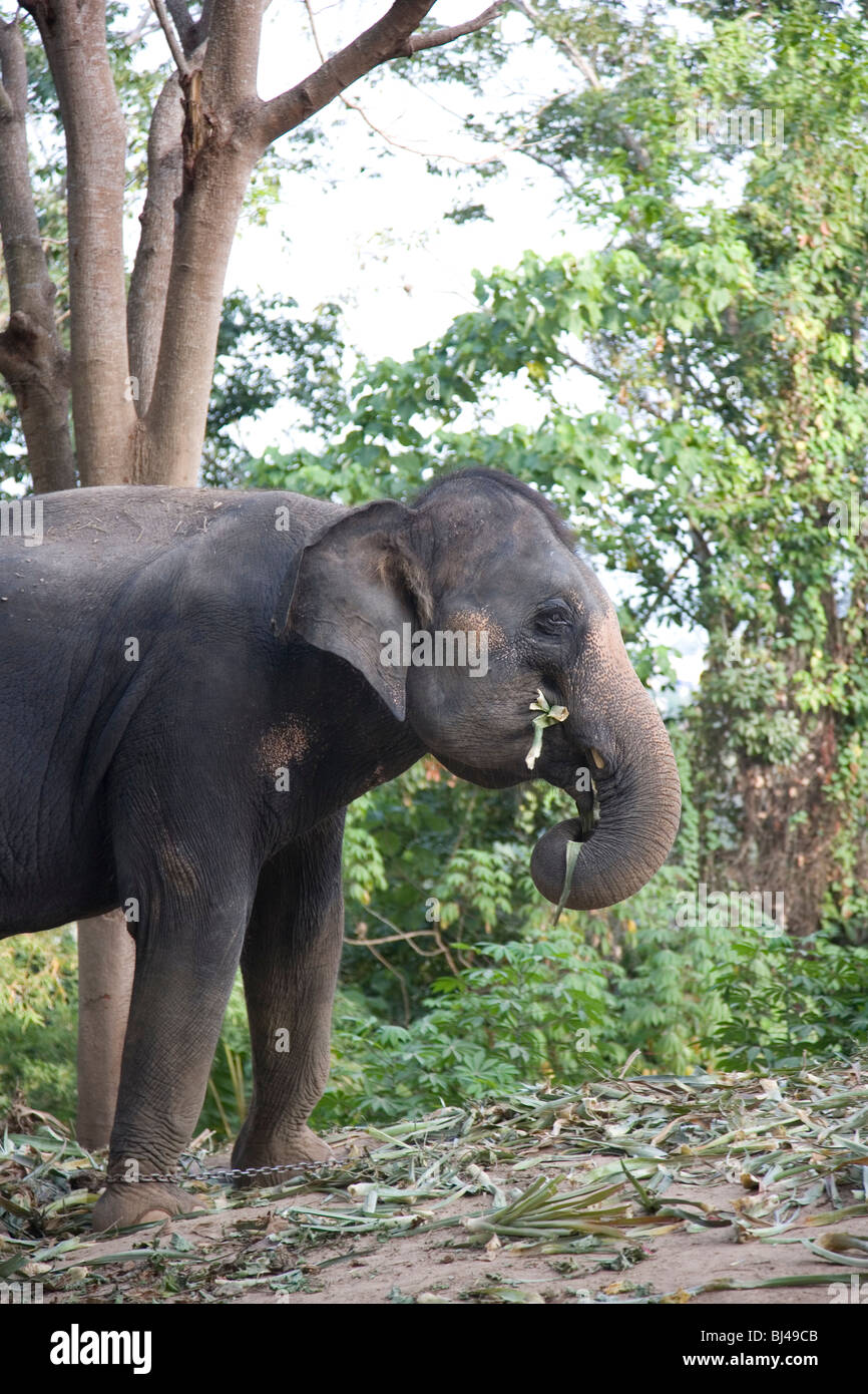 Elefanten Reiten in Phuket Stockfoto