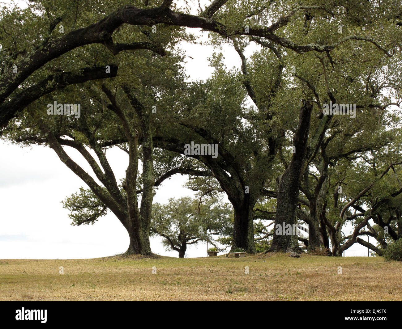 Eichen-Bäume. Gulf Shores, Alabama Stockfoto