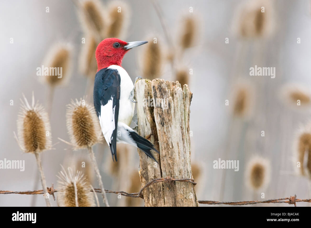 Red-headed Woodpecker am Zaunpfosten Stockfoto