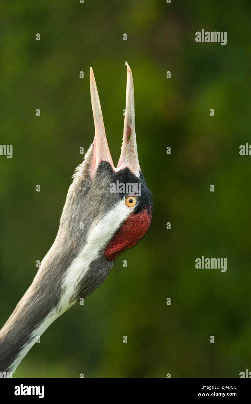 Gemeinsamen, europäischen oder eurasischer Kranich (Grus Grus). Aufrufen. "Hallten". Stockfoto