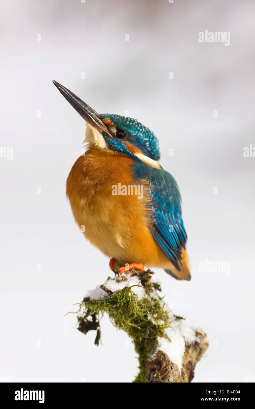 Eisvogel (Alcedo Atthis) im Winter, auf einem verschneiten Ast, Deutschland, Europa Stockfoto