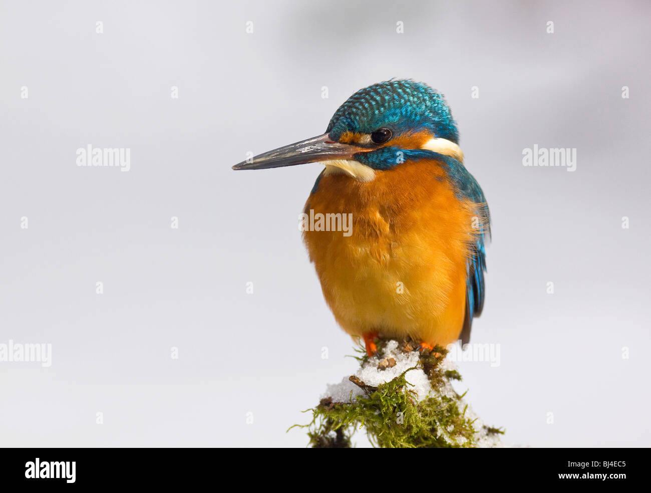 Eisvogel (Alcedo Atthis) im Winter, auf einem verschneiten Ast, Deutschland, Europa Stockfoto
