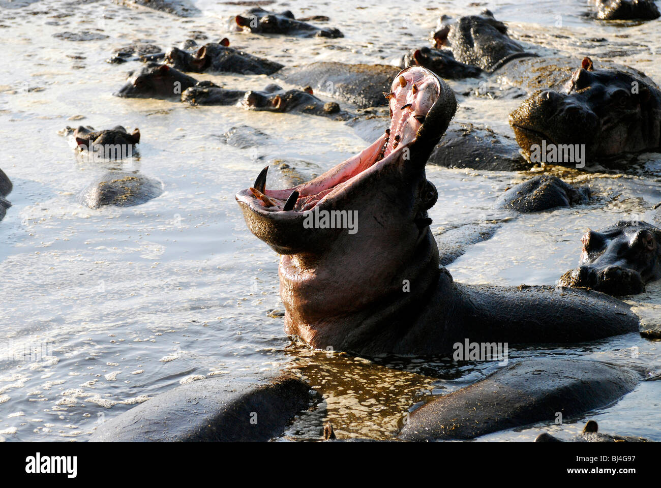 Gähnen Flusspferd (Hippopotamus Amphibius) am Hippo Pool der Netzhaut, Serengeti Nationalpark, Tansania, Afrika Stockfoto