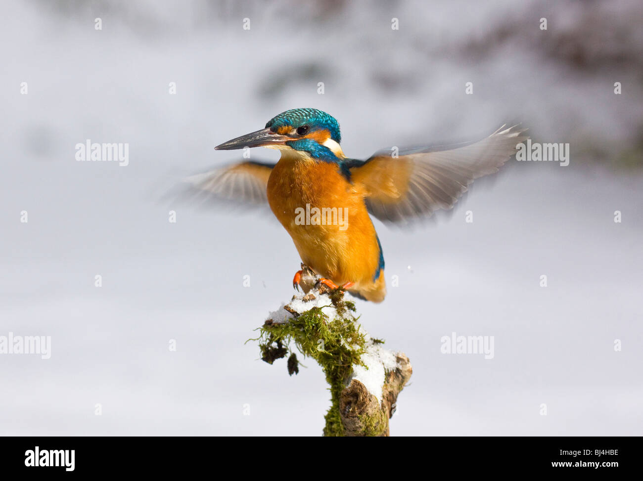 Eisvogel (Alcedo Atthis) im Winter, auf einem verschneiten Ast, Deutschland, Europa Stockfoto