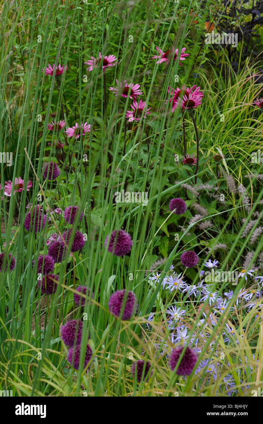 Eine wilde Blume-Grenze mit Allium, Echinacea und Gräsern Stockfoto