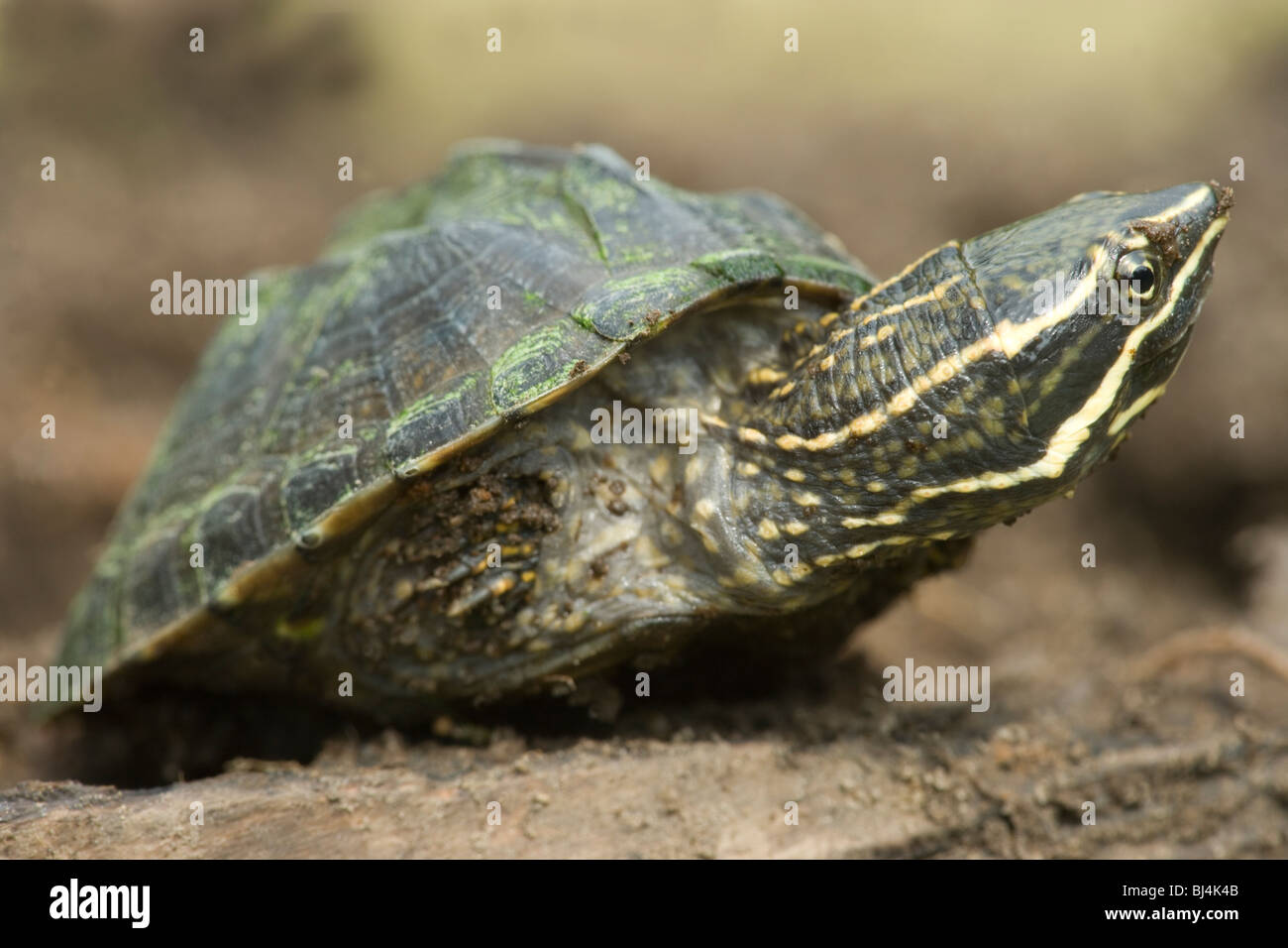 Moschus Schildkröte oder Gestank-Topf Schildkröte (Sternotherus man). Überall in den östlichen USA. Stockfoto