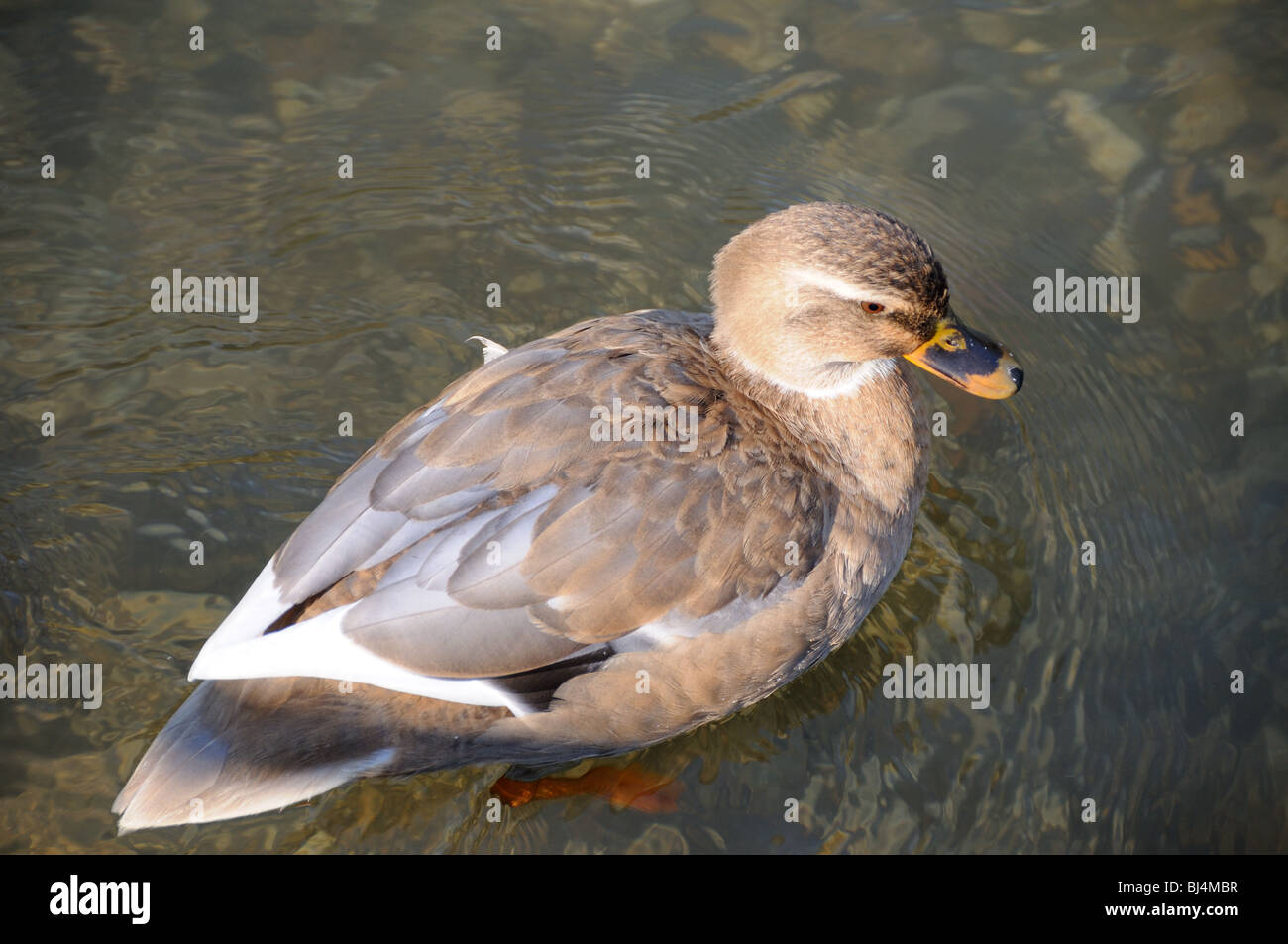 Schwimmen-Ente Stockfoto