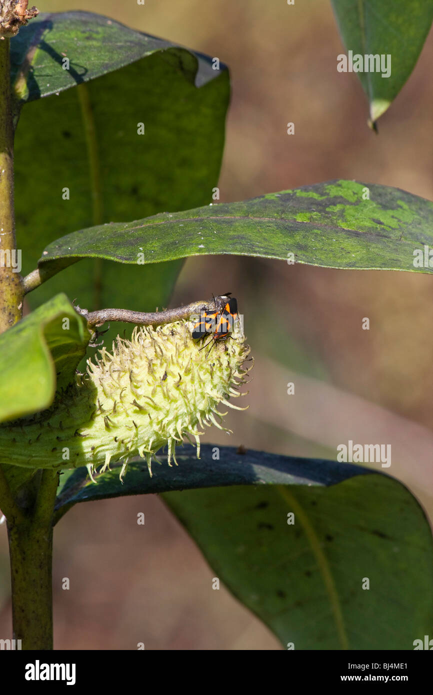 Oncopeltus fasciatus Bug einzelnes Insekt auf einer Milkweed Pflanzkapsel in der Natur Nahaufnahme verschwommener Hintergrund Niemand in den USA vertikale Hi-res Stockfoto