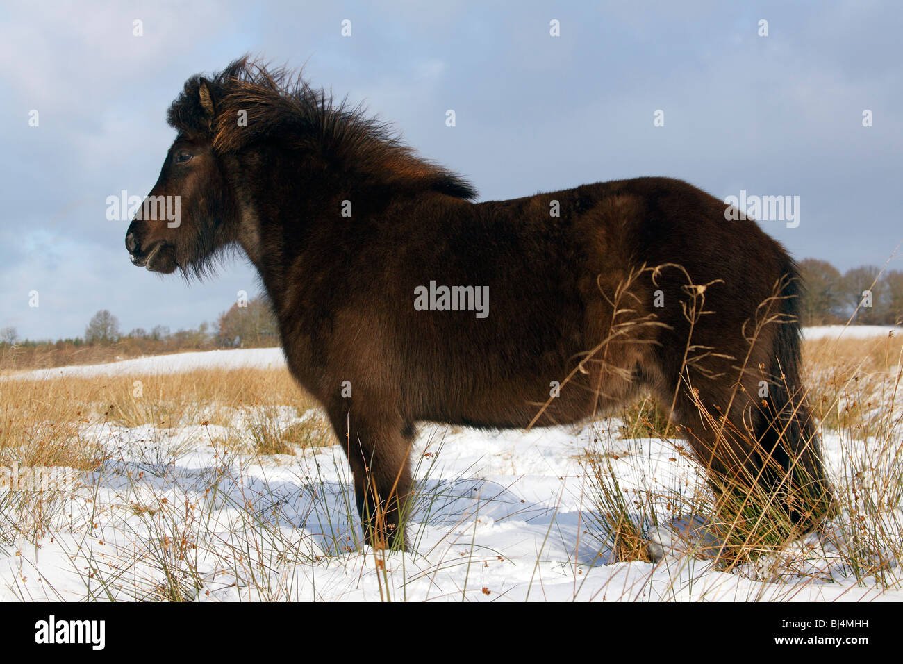 Islandpferd Islandischen Pony Equus Przewalskii F Caballus Im Winter Im Schnee Stockfotografie Alamy