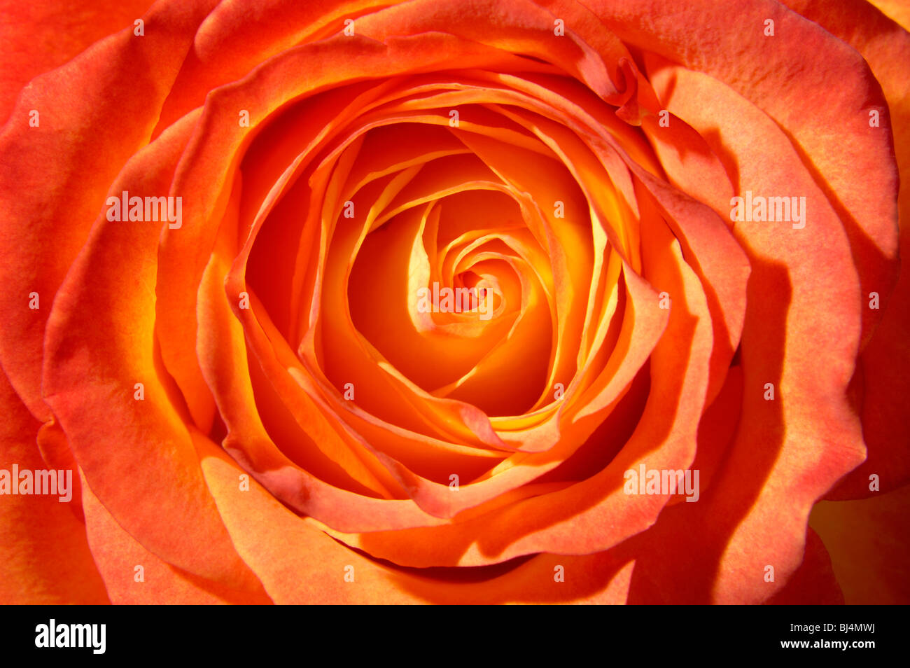 Orange rose Draufsicht Nahaufnahme Makro Hintergrund Stockfoto