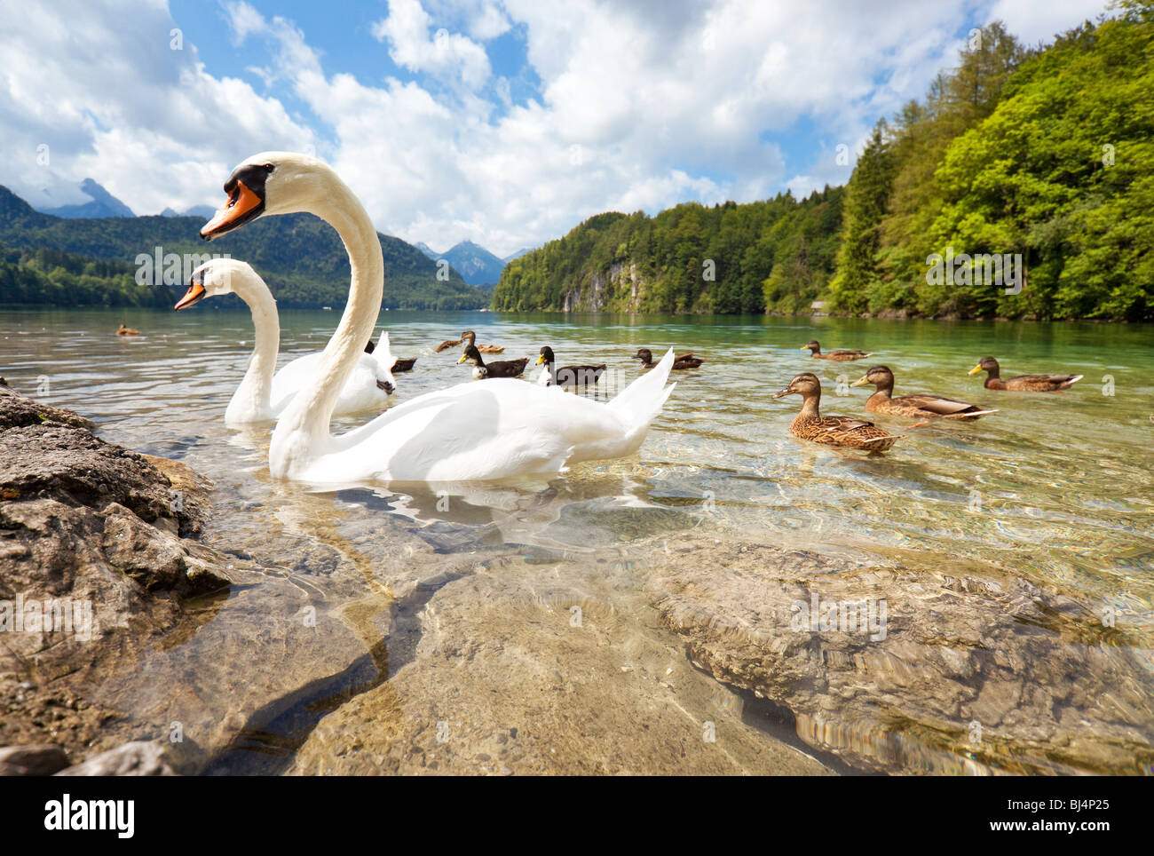 Alpen-See mit Vögel. Weitwinkelaufnahme. Stockfoto