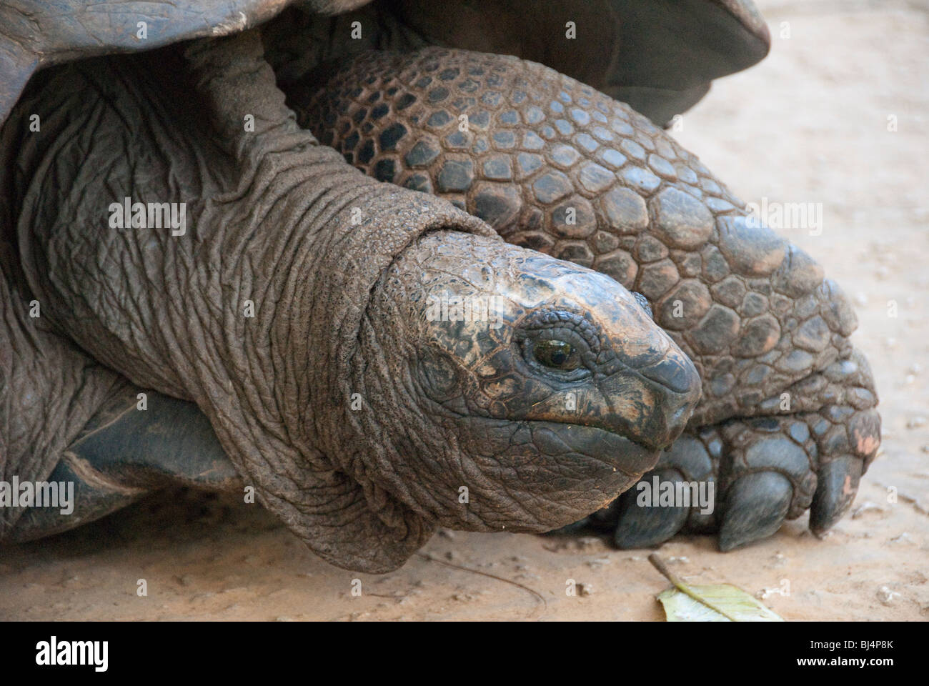 Riesenschildkröte schließen Stockfoto