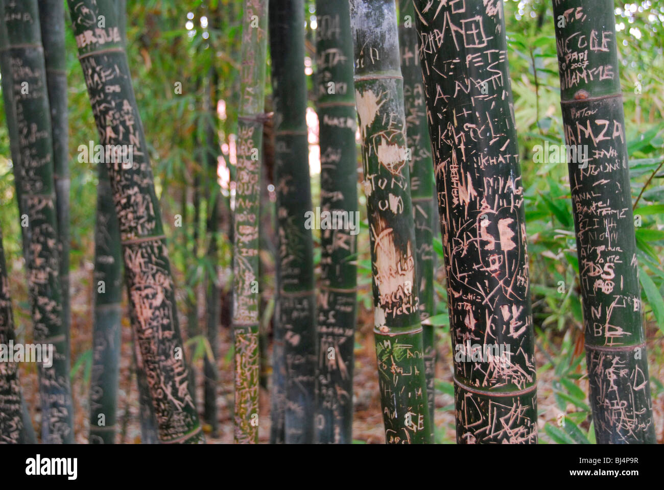 Bambus graffiti -Fotos und -Bildmaterial in hoher Auflsung  Alamy