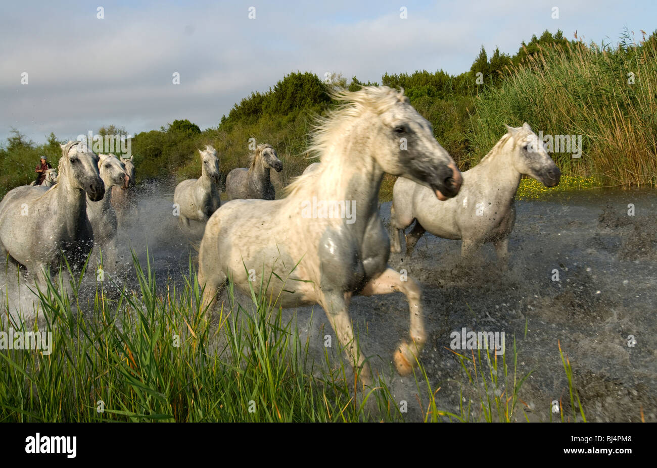 Die weißen Pferde der Camargue, ausgeführt durch einen Kanal Stockfoto