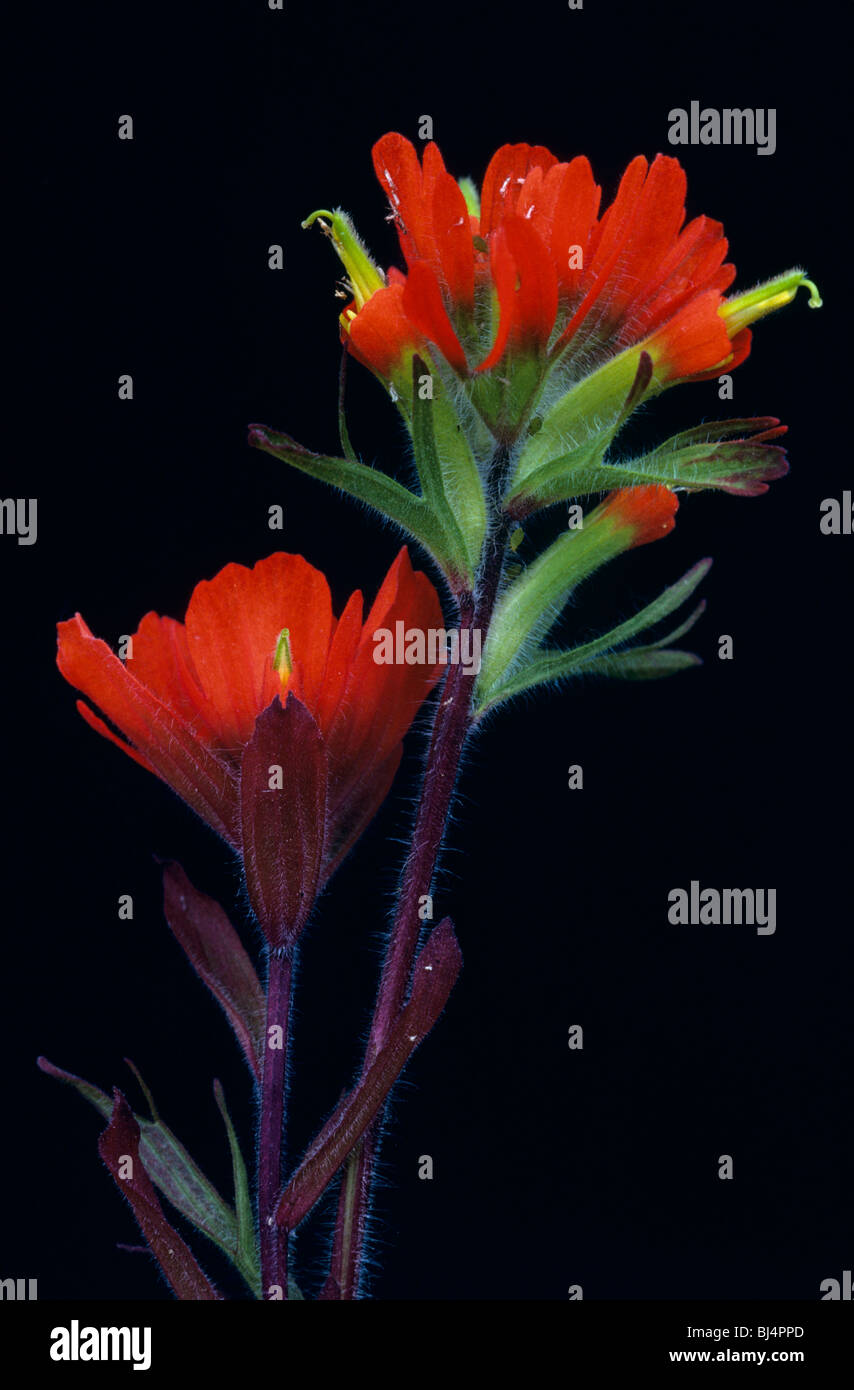 Indian Paintbrush Castilleja Coccinea im Osten der USA Stockfoto