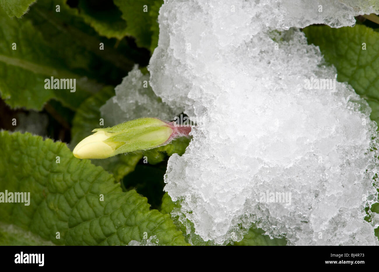 Primel, Primula Vulgaris, spähen durch Schnee Knospe Stockfoto