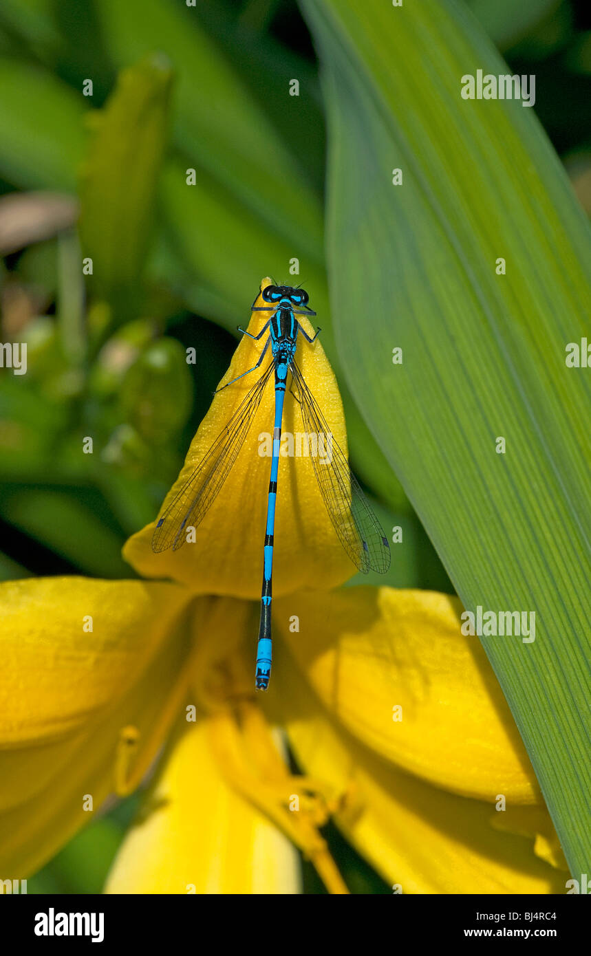 Azure Damselfly Coenagrion Puella hocken auf Taglilien Stockfoto