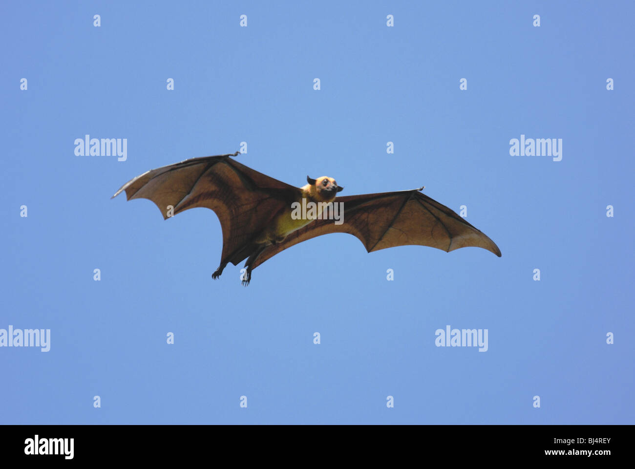Flughund (Pteropus Giganteus) fliegen in Sri Lanka Stockfoto
