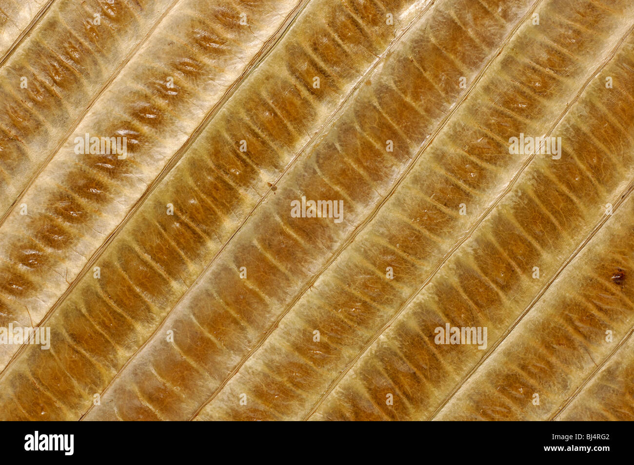 Bambus Blätter abstrakte organische braunen detaillierte natürliche Hintergrundtextur Stockfoto