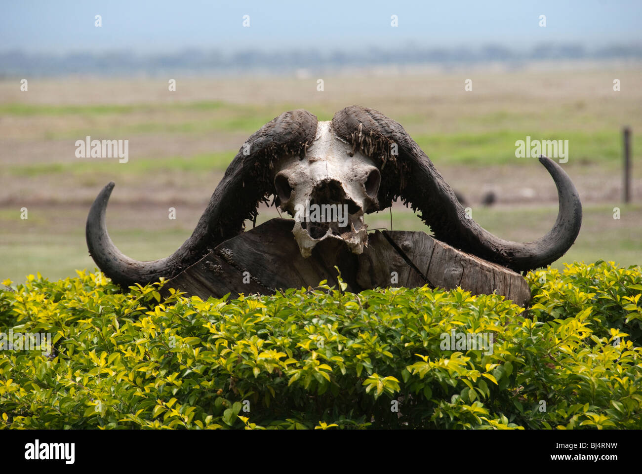 Gnus Schädel Stockfoto