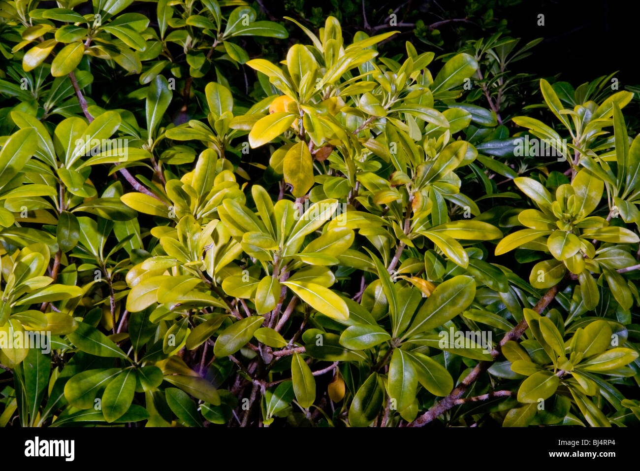 Gelbe Blätter von Pittosporum Pflanzen in Kalifornien deuten auf das  Vorhandensein von Chlorosen, eine Bedingung, die in die Blätter vergilben  Stockfotografie - Alamy