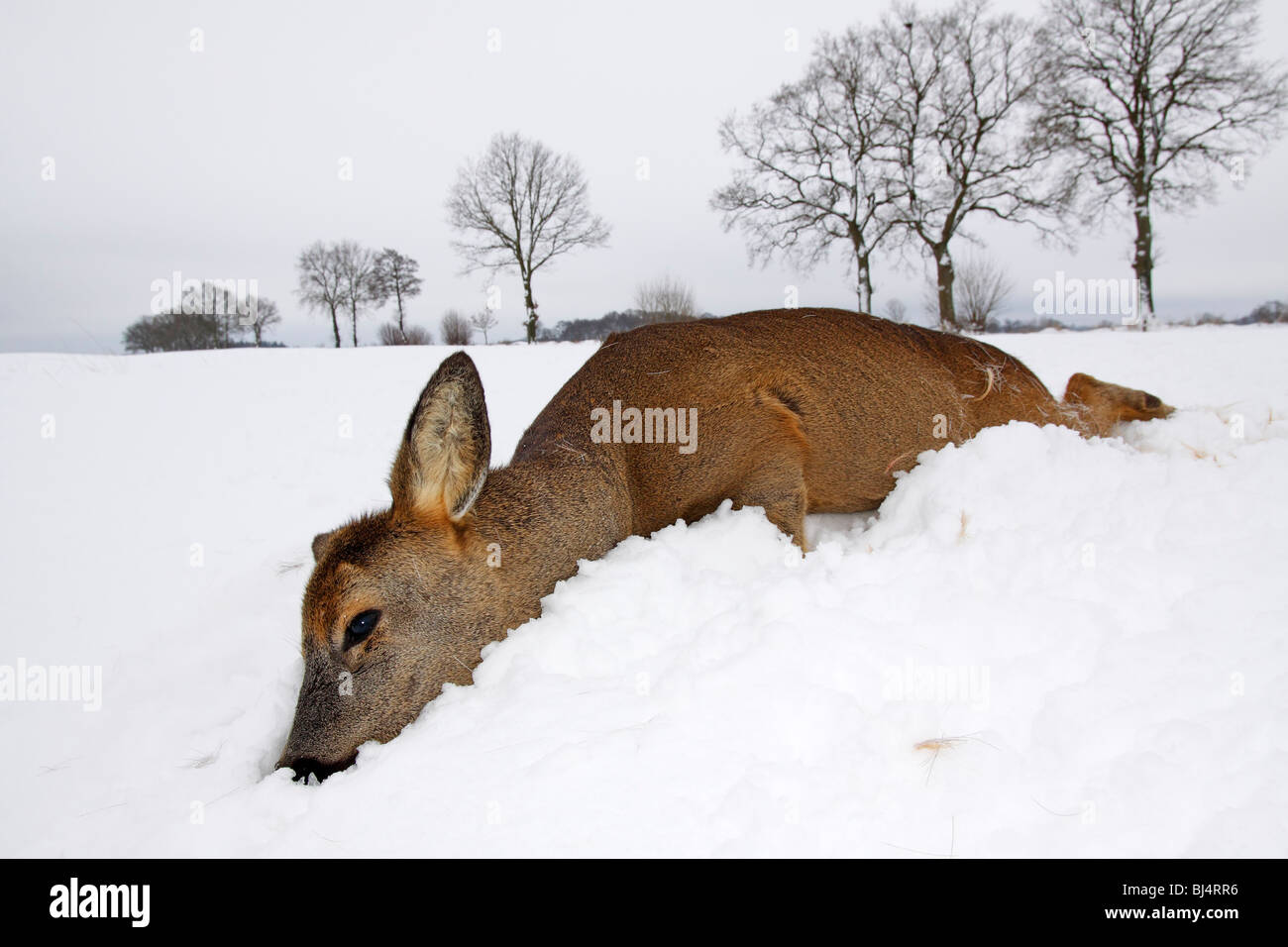 Tot Europäische Rehe (Capreolus Capreolus), vor kurzem gestorben, im Winter im Schnee Stockfoto