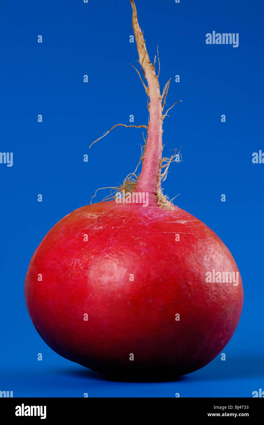 Große rote Riesen Rettich Nahaufnahme isoliert Silhouette auf blauem Hintergrund. Essen-Stilleben. Der Rettich ist so groß wie ein big Apple. Stockfoto