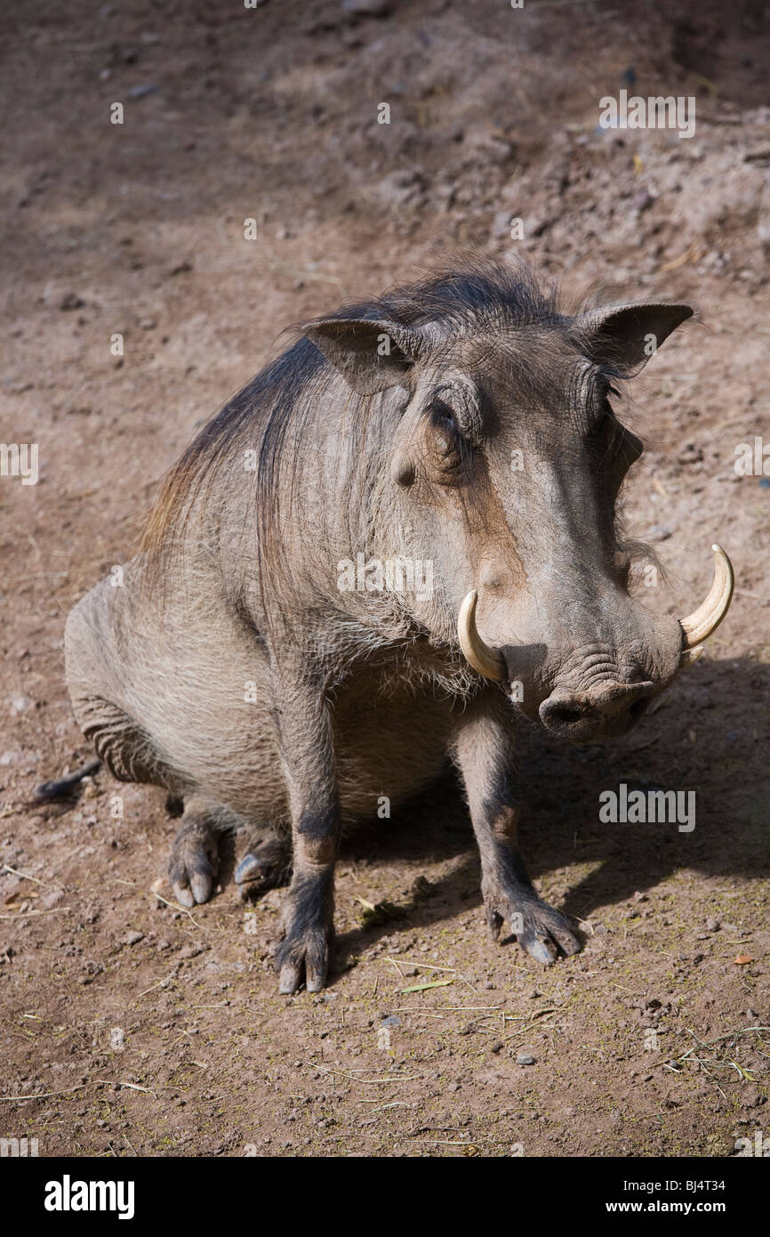 Warzenschwein, Phacochoerus Aethiopicus, inmitten der Zoo. Stockfoto