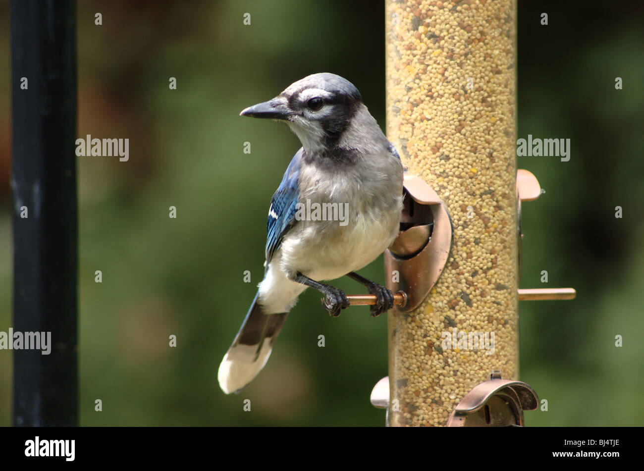 Ein Blue Jay besucht ein Vogelhaus Stockfoto