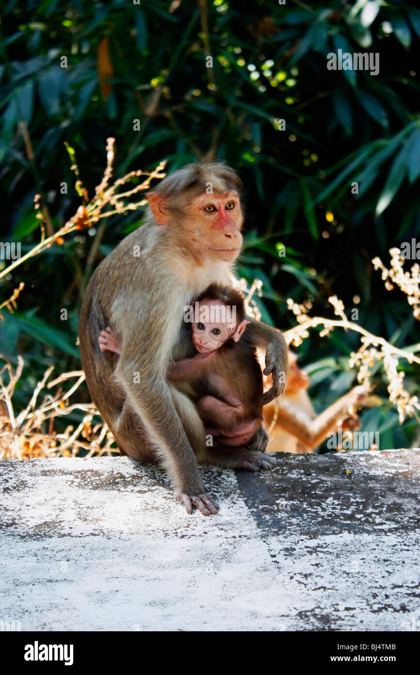 Affe mit Baby festhalten an seinem Körper Stockfoto