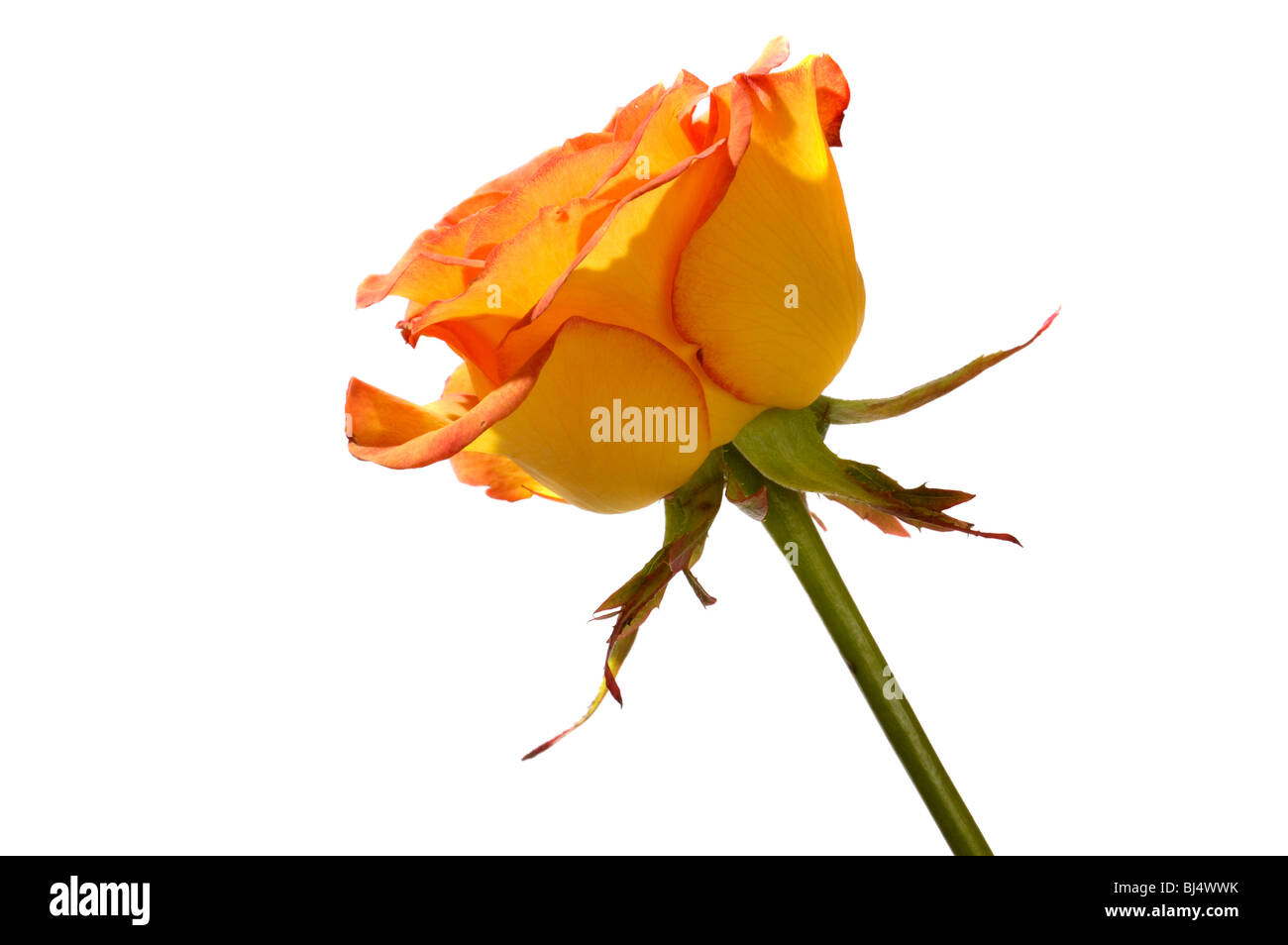 Orange rose Seite Ansicht Closeup isoliert Silhouette auf weißem Hintergrund Stockfoto