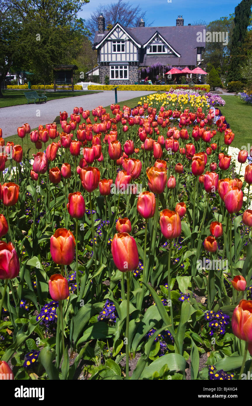 Ein Bett von blühenden Tulpen und Kuratoren Cottage, Christchurch Botanical Gardens, New Zealand Stockfoto