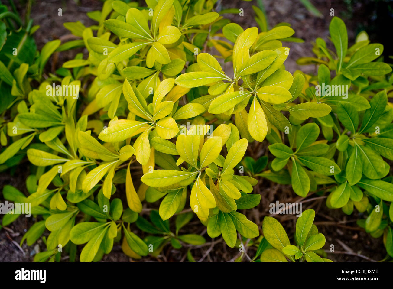 Gelbe Blätter von Pittosporum Pflanzen in Kalifornien deuten auf das  Vorhandensein von Chlorosen, eine Bedingung, die in die Blätter vergilben  Stockfotografie - Alamy