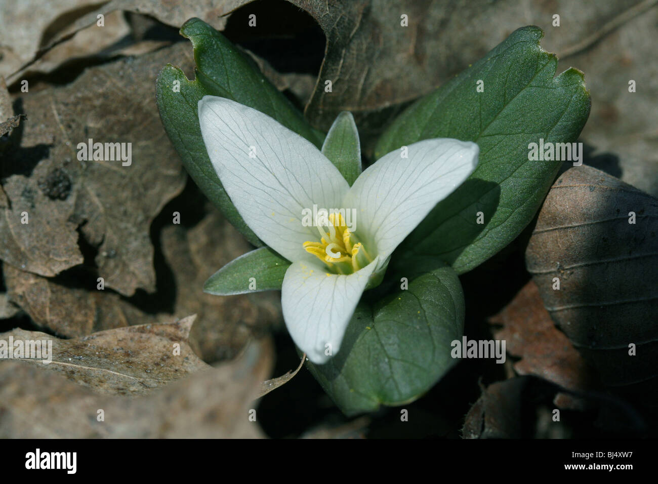 Zwerg oder Schnee Trillium Trillium Nivale Fluss Wohnungen S Michigan USA Stockfoto