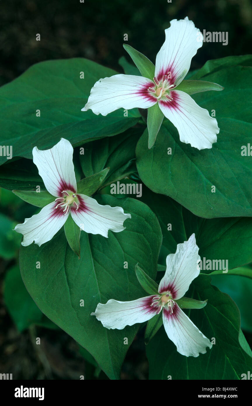 Bemalte Trillium Trillium Undulatum Osten und Südosten der USA Stockfoto